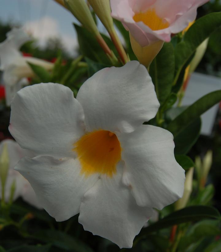 Mandevilla Sundenia® White