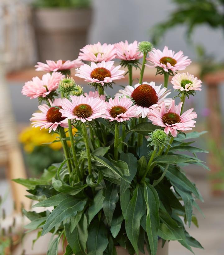 Echinacea x Sunseekers™ Slamon