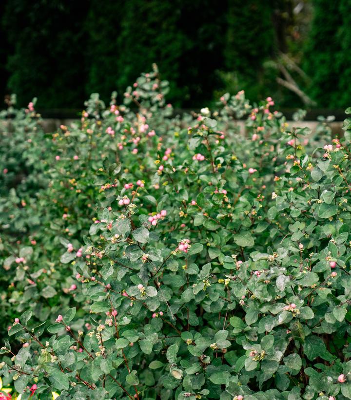 Symphoricarpos doorenbosii Pink Posy™