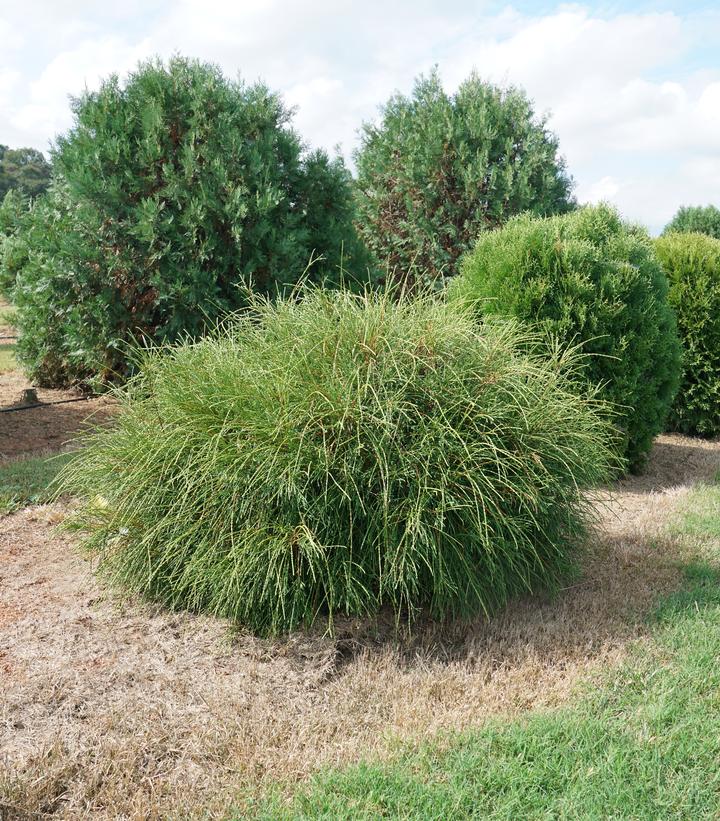 Thuja occidentalis Whip It Good®