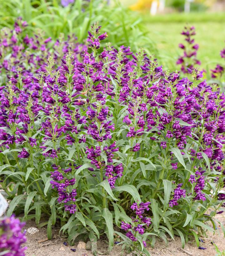 Penstemon barbatus 'Dark Amethyst'