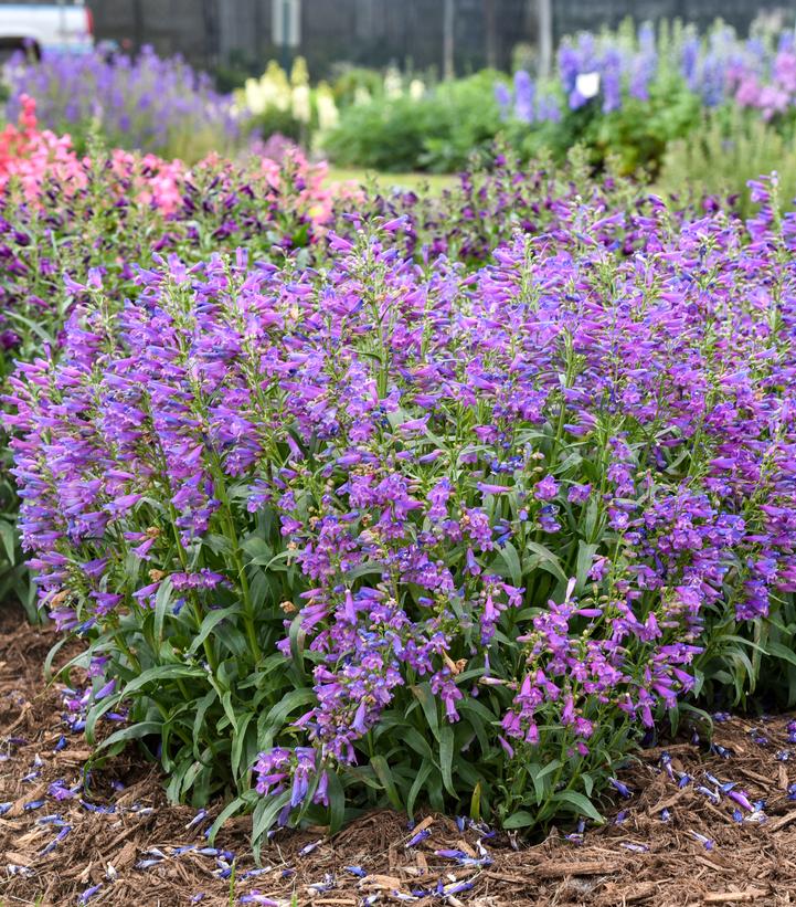Penstemon barbatus Bejeweled® 'Lavender Sapphires'