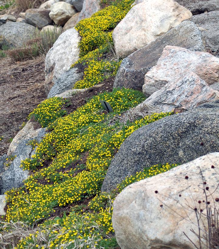 Potentilla verna 'Nana'