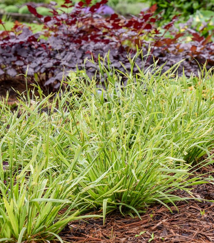 Carex laxiculmis 'Noble Native