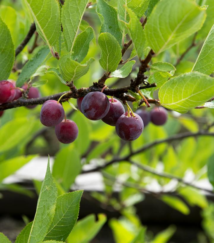 Prunus maritima 
