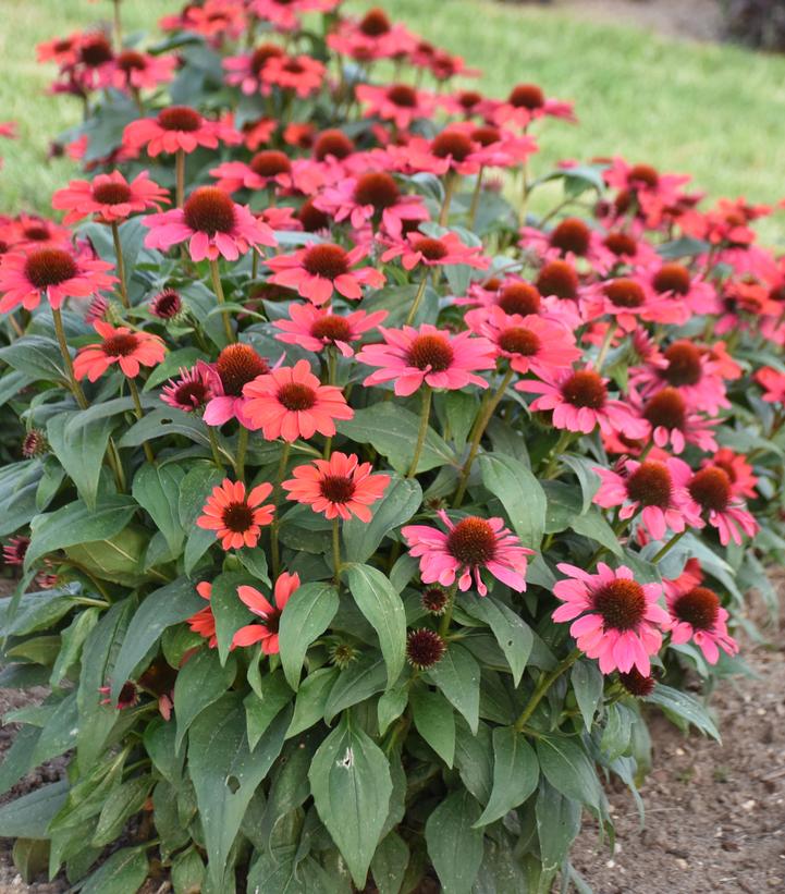 Echinacea Color Coded® 'Knock 'em Red'