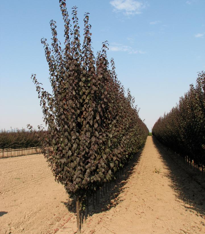 Prunus cerasifera Crimson Pointe™