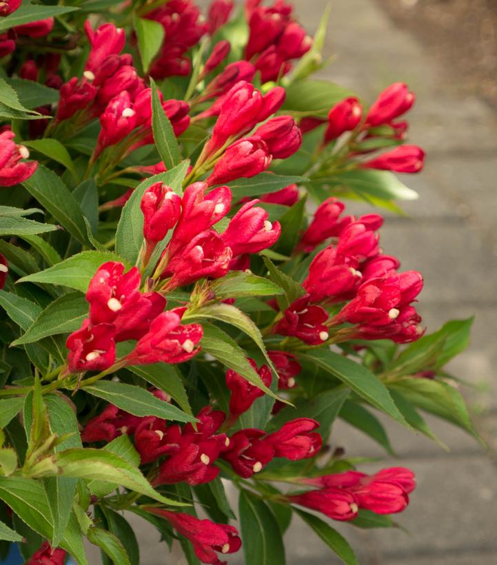 Weigela x Crimson Kisses®