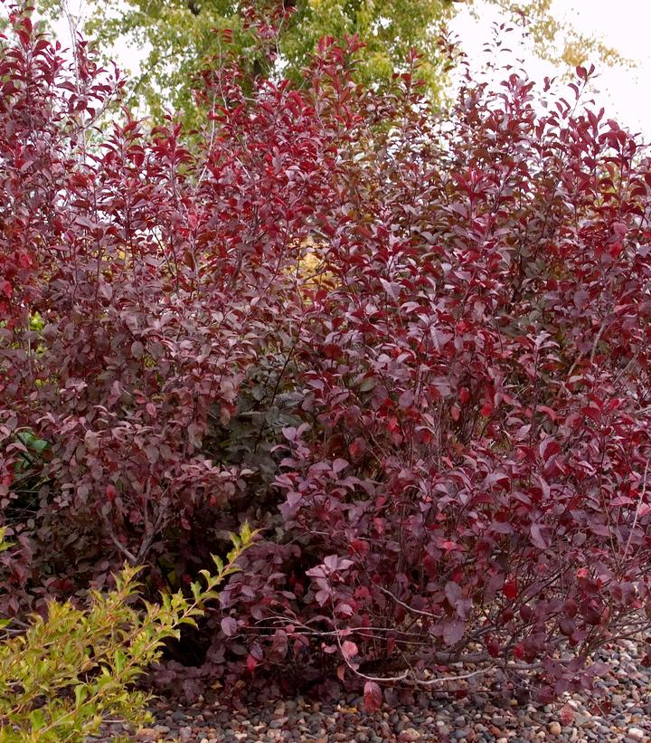 Prunus x cistena 