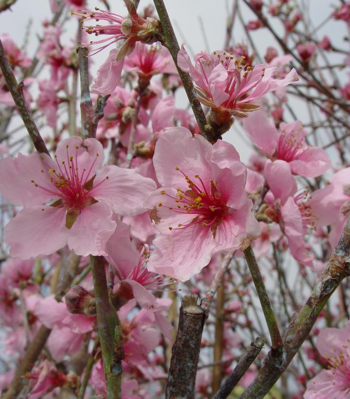 Prunus Arctic Glo