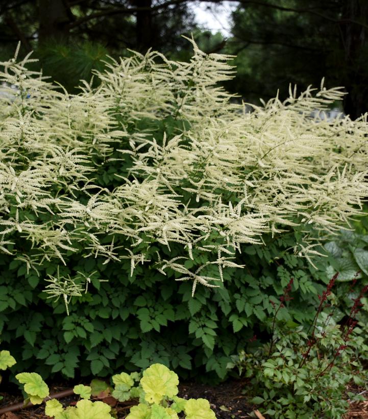 Aruncus x 'Misty Lace'