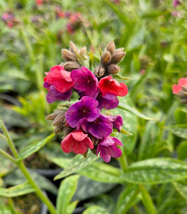 Pulmonaria 'Raspberry Splash'