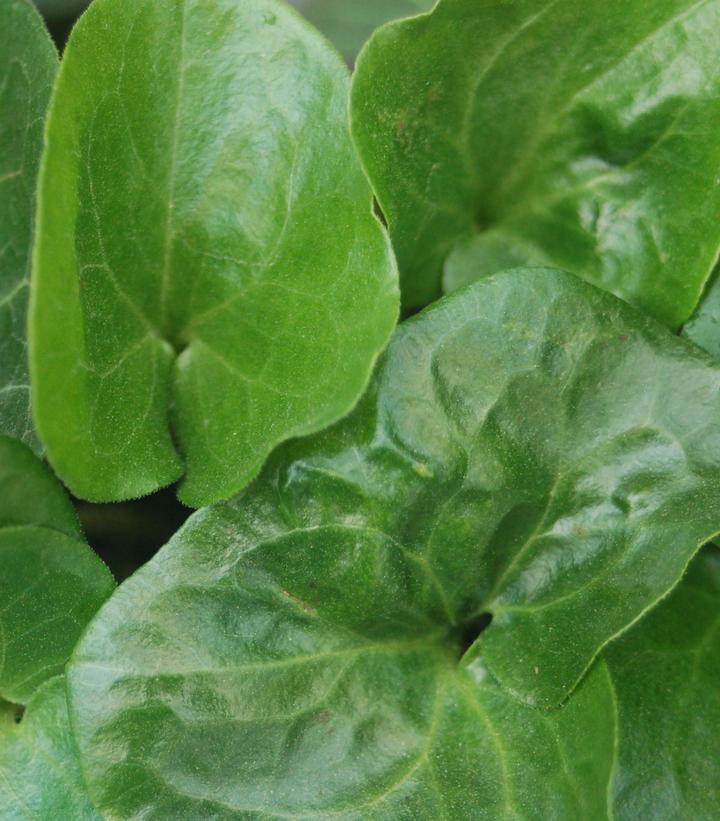 Asarum europaeum 