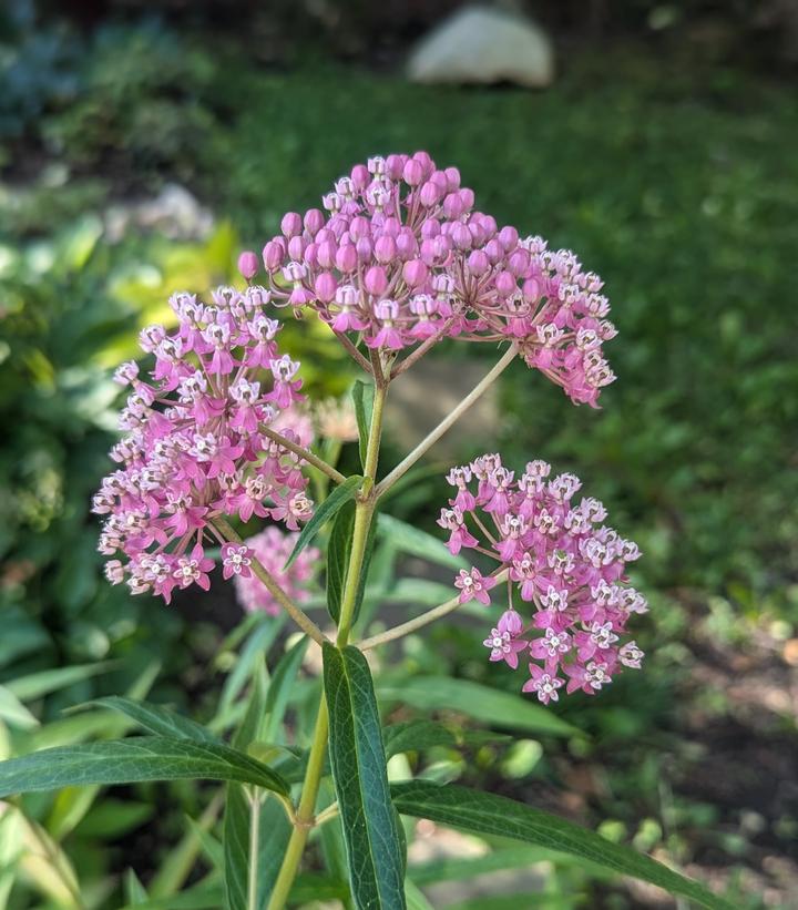 Asclepias incarnata 