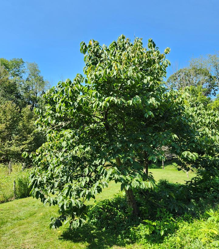 Asimina triloba 