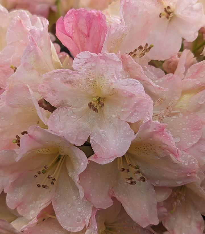 Rhododendron yak. Percy Wiseman