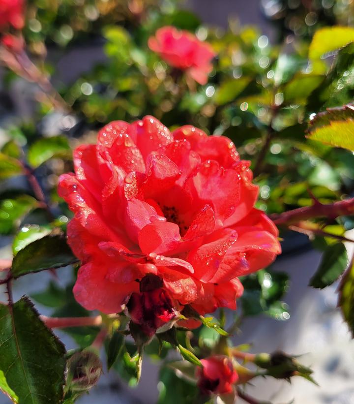 Rosa Coral Drift®