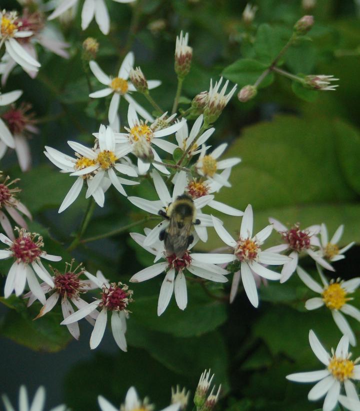 Aster divaricata 
