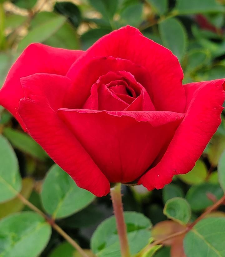 Rosa Easy Elegance® Kashmir