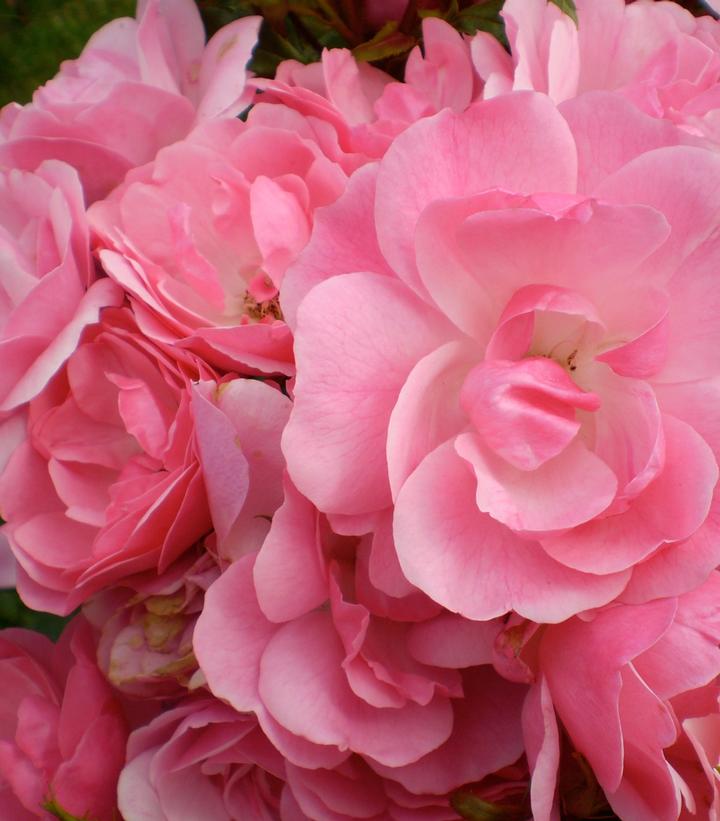 Rosa Easy Elegance® Pinktopia