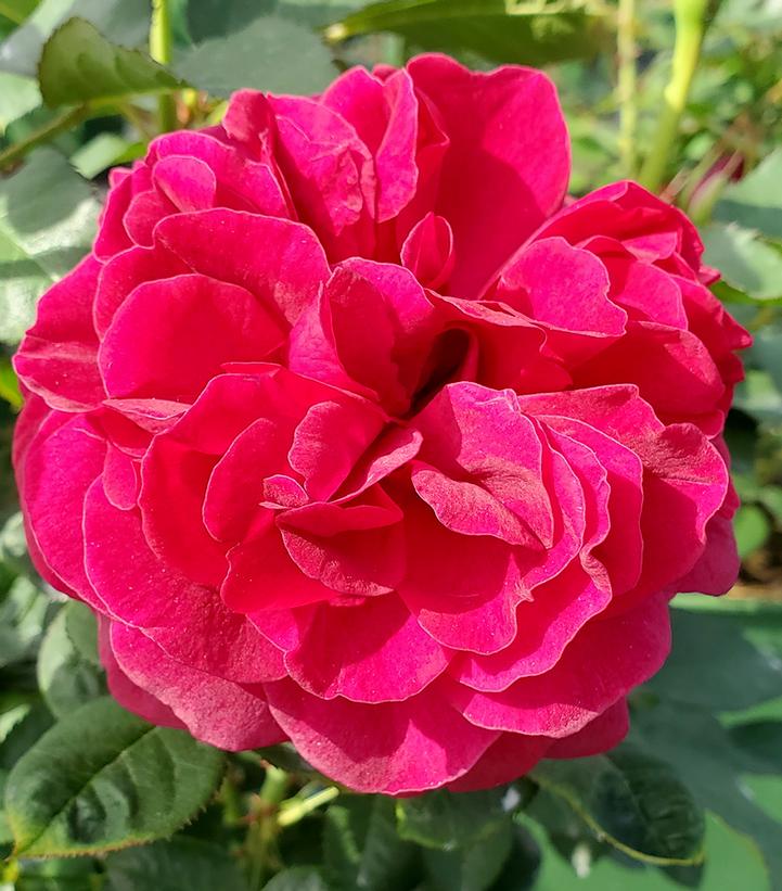 Rosa Darcey Bussell