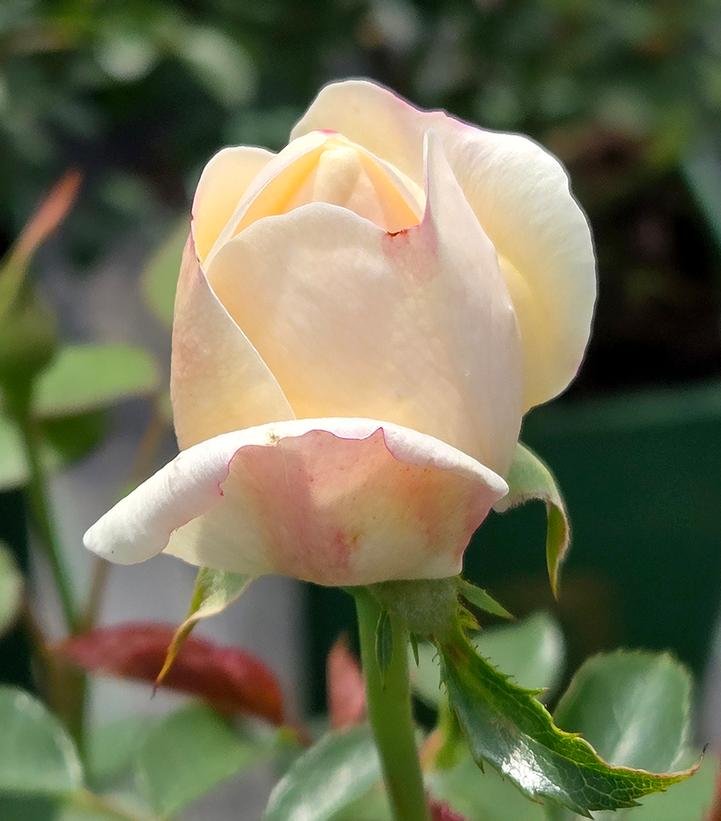 Rosa Lichfield Angel