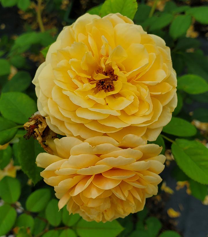 Rosa Teasing Georgia®