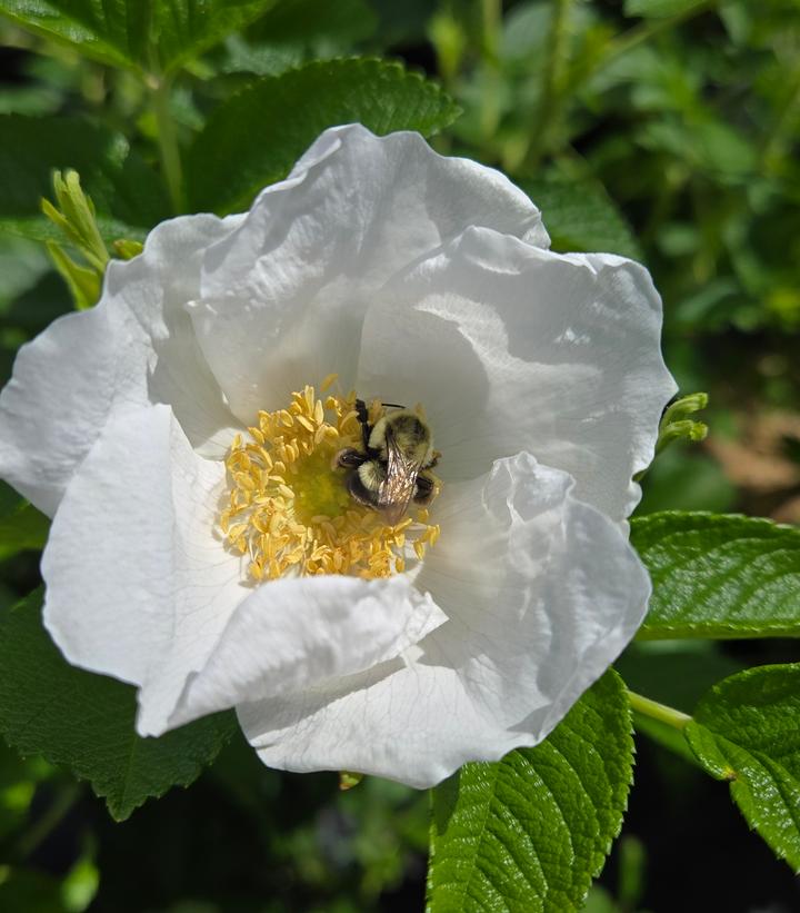Rosa rugosa Alba
