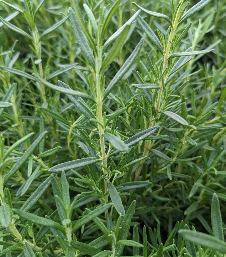 Rosmarinus officinalis Tuscan Blue