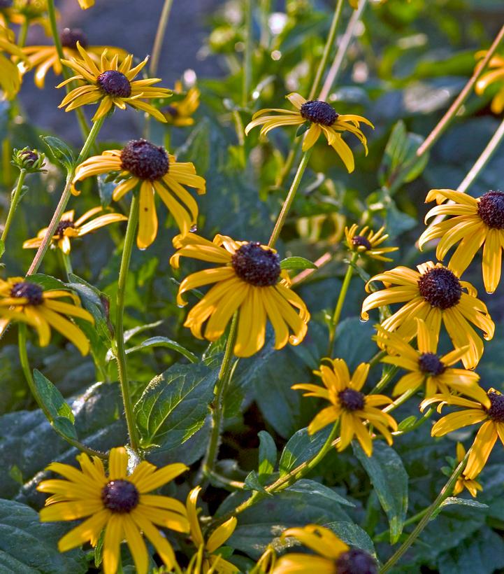 Rudbeckia var. fulgida 
