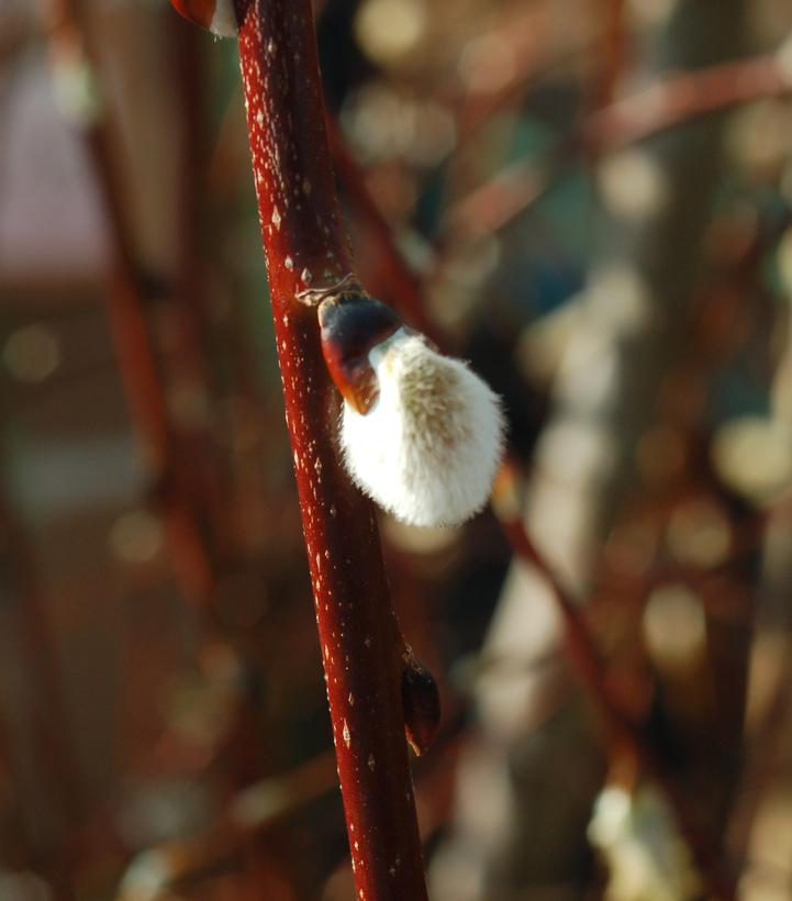 Salix caprea 'Pendula'