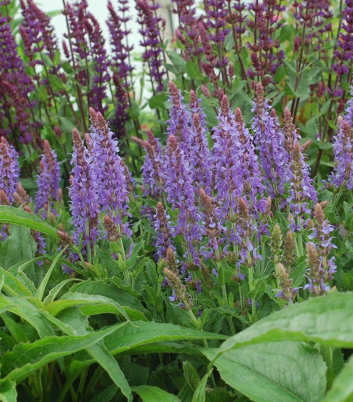 Salvia x sylvestris 'Blue Hill'