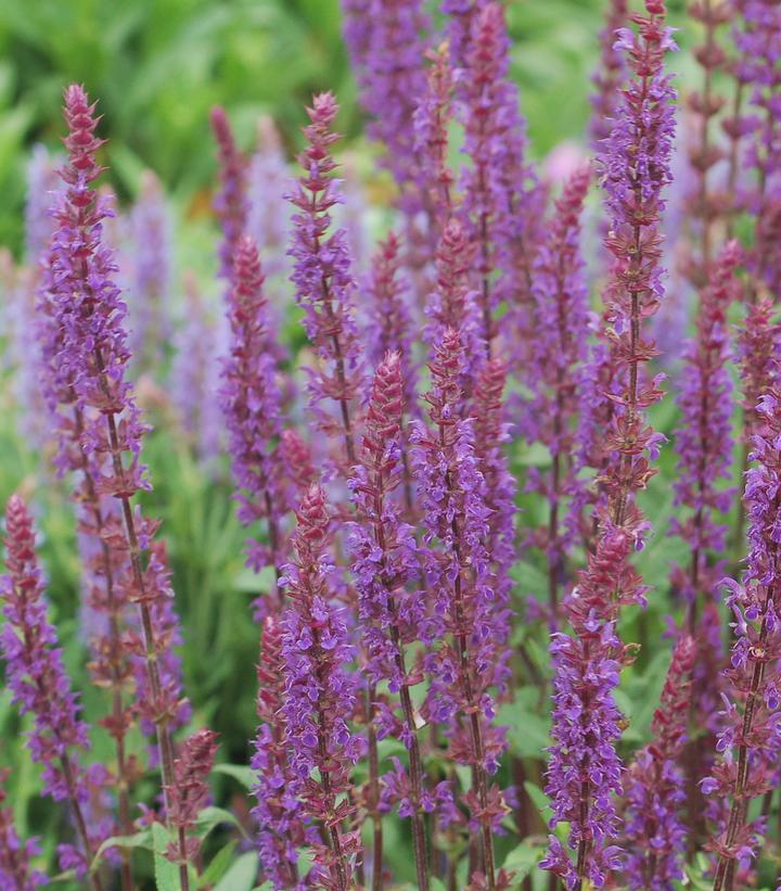 Salvia nemorosa 'Caradonna'