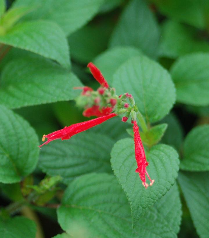 Salvia elegans 