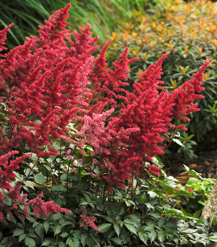 Astilbe arendsii 'Fanal'