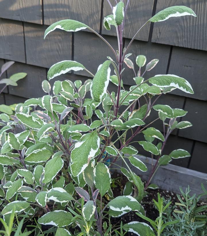 Salvia officinalis 'Tricolor'