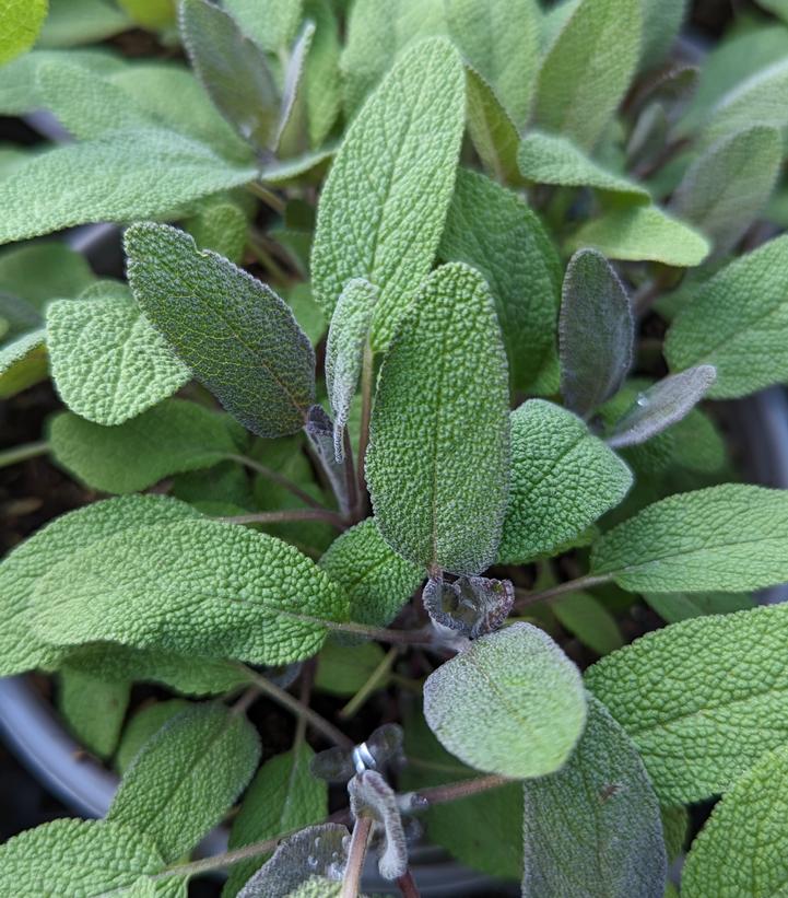 Salvia officinalis 'Purpurescens'