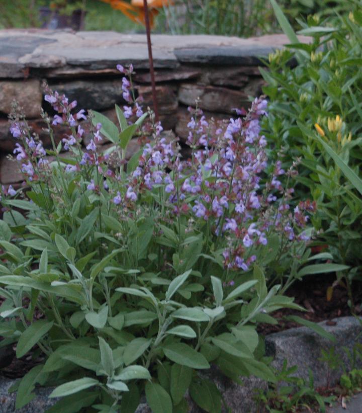 Salvia officinalis 