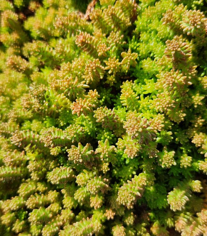 Sedum sexangular 