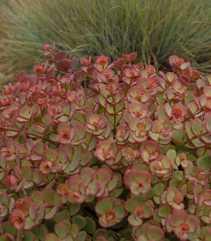 Sedum sieboldii 