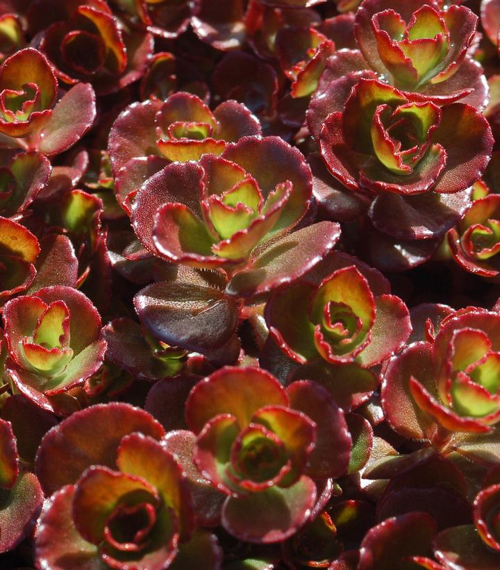 Sedum spurium 'Fuldaglow'