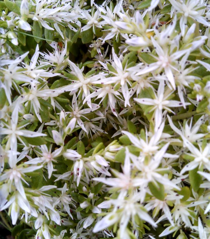 Sedum ternatum 'Larinem Park'