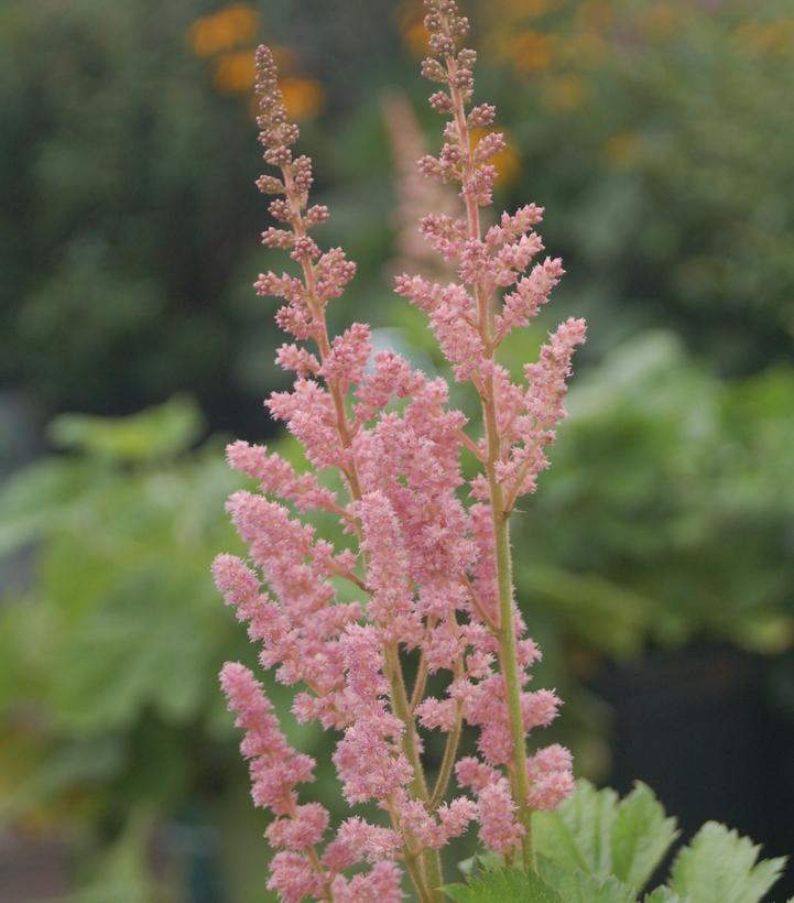 Astilbe chinensis 'Vision in Pink'