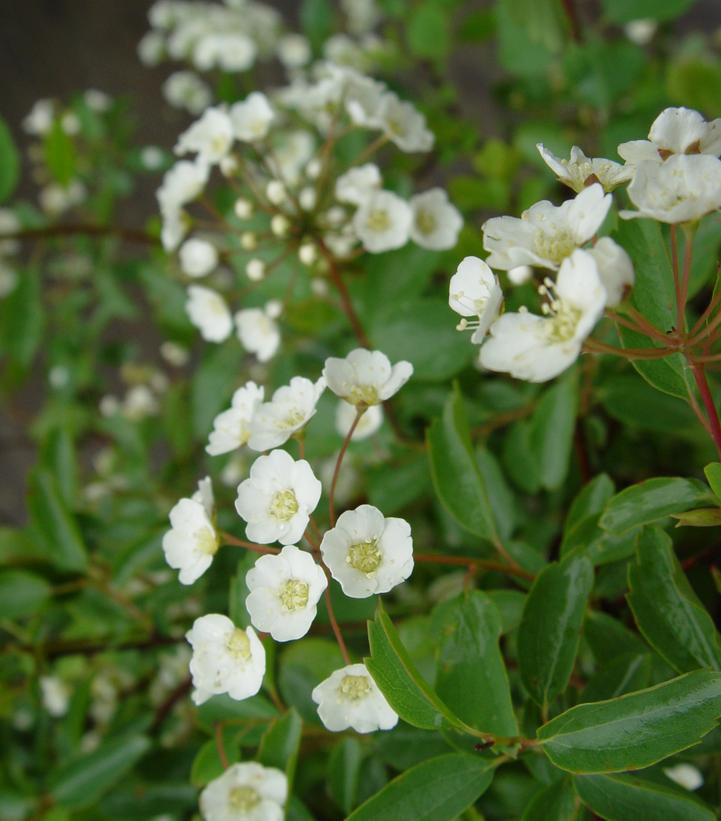 Spiraea x vanhouttei Renaissance