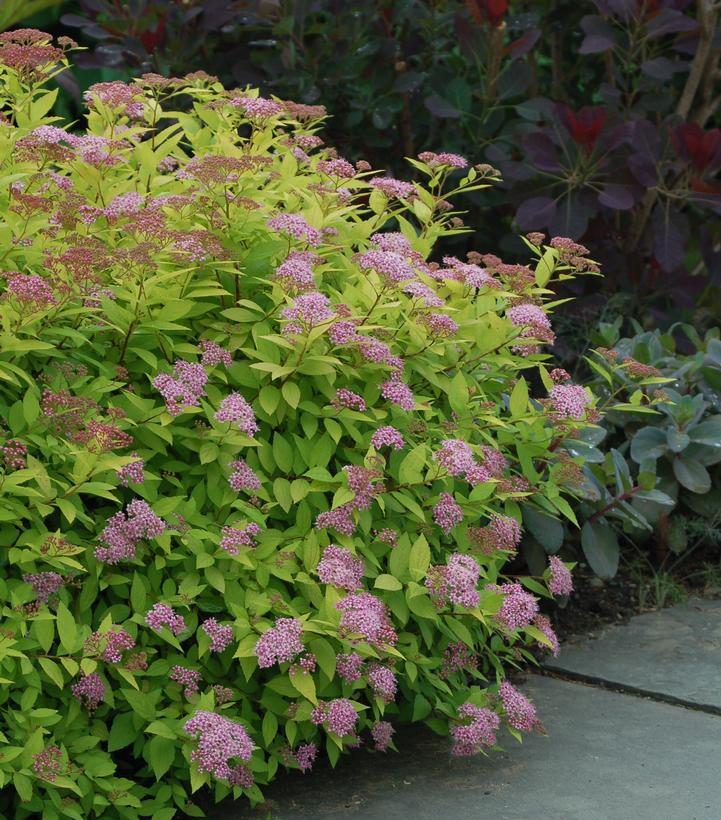 Spiraea bumalda 'Goldmound'