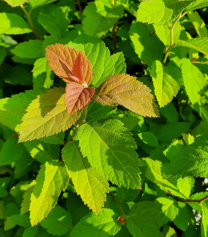 Spiraea x Double Play® Double Play Big Bang®