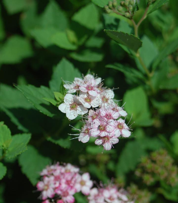 Spiraea japonica 'Little Princess'