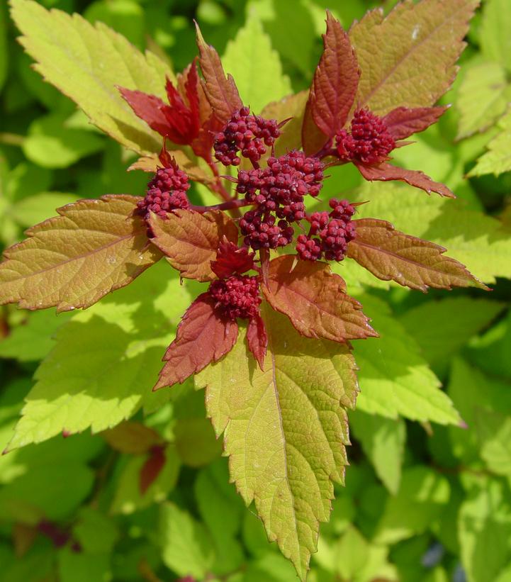 Spiraea japonica 'Magic Carpet'
