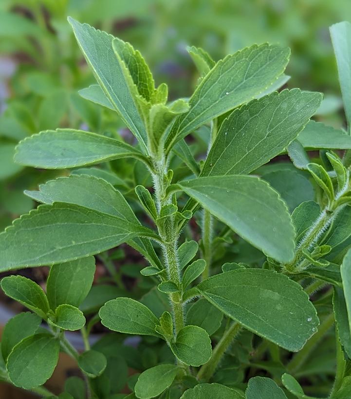 Stevia rebaudiana 