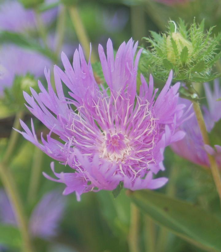 Stokesia laevis Peachies Pick